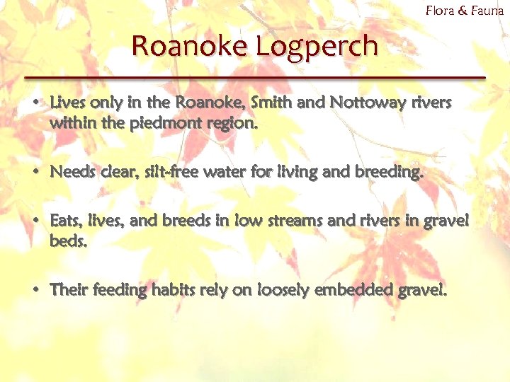 Flora & Fauna Roanoke Logperch • Lives only in the Roanoke, Smith and Nottoway