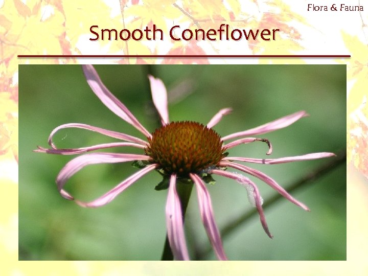 Flora & Fauna Smooth Coneflower 