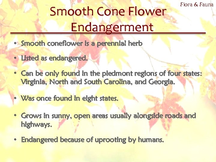 Smooth Cone Flower Endangerment Flora & Fauna • Smooth coneflower is a perennial herb