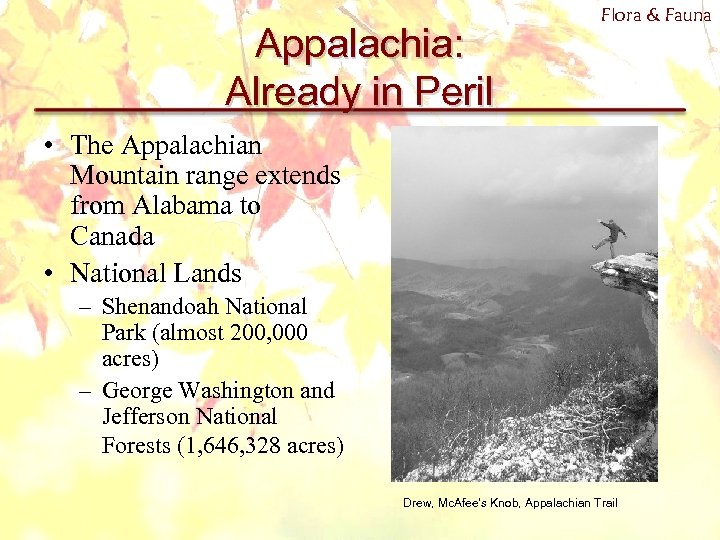 Appalachia: Already in Peril Flora & Fauna • The Appalachian Mountain range extends from