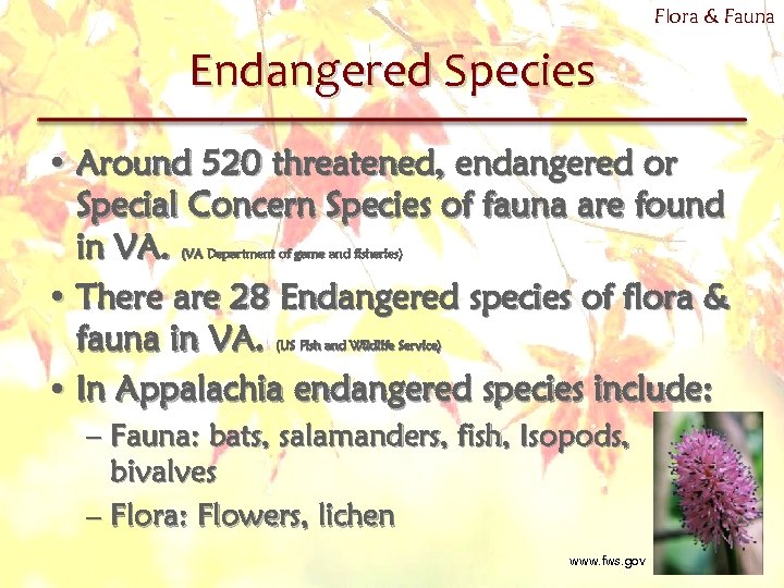 Flora & Fauna Endangered Species • Around 520 threatened, endangered or Special Concern Species