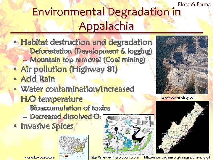 Flora & Fauna Environmental Degradation in Appalachia • Habitat destruction and degradation • •