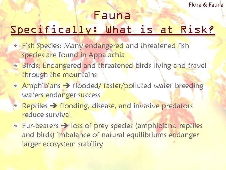 Flora & Fauna Specifically: What is at Risk? Fish Species: Many endangered and threatened