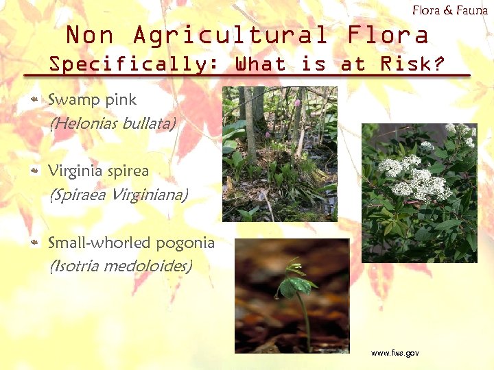 Flora & Fauna Non Agricultural Flora Specifically: What is at Risk? Swamp pink (Helonias