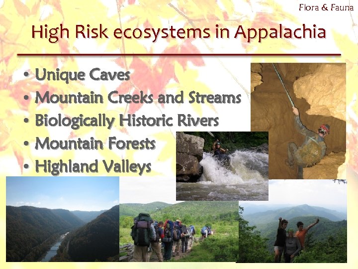 Flora & Fauna High Risk ecosystems in Appalachia • Unique Caves • Mountain Creeks