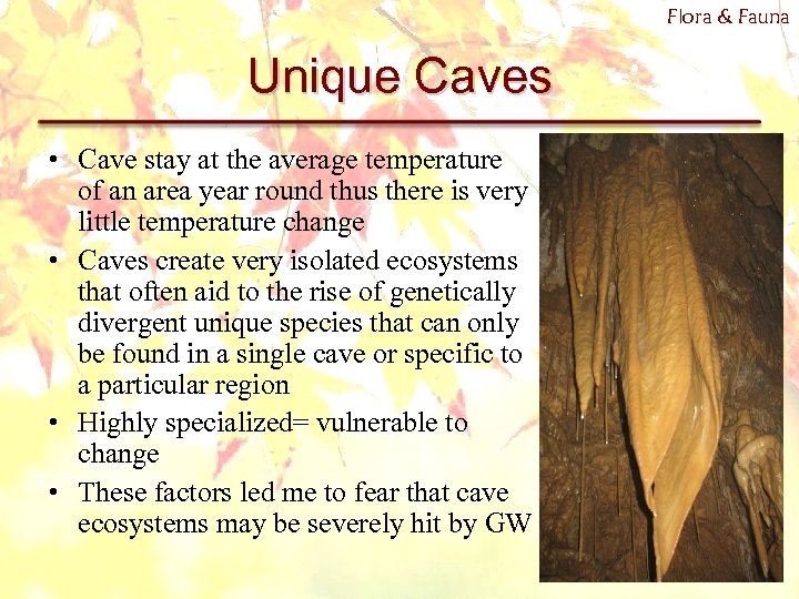 Flora & Fauna Unique Caves • Cave stay at the average temperature of an