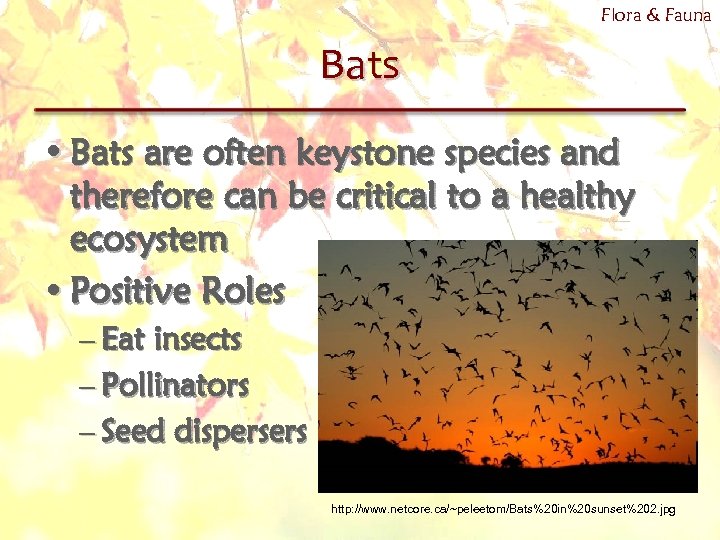 Flora & Fauna Bats • Bats are often keystone species and therefore can be