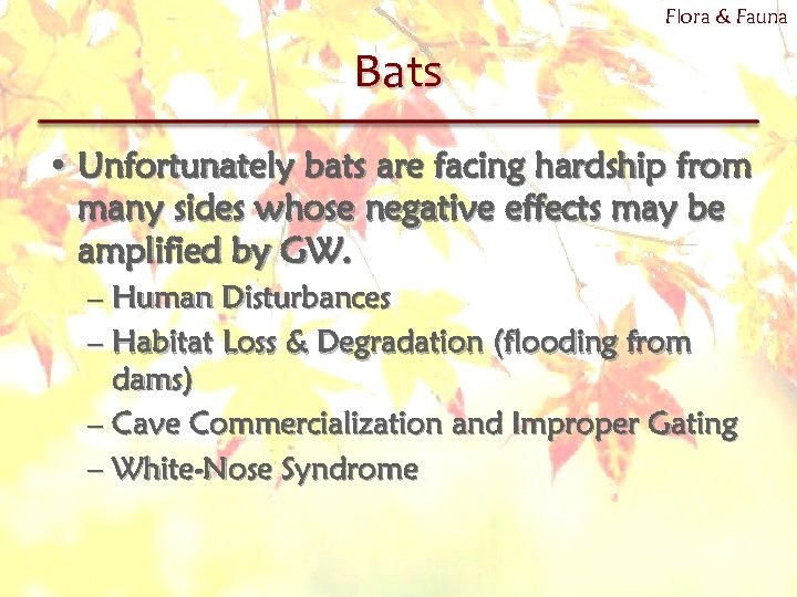 Flora & Fauna Bats • Unfortunately bats are facing hardship from many sides whose