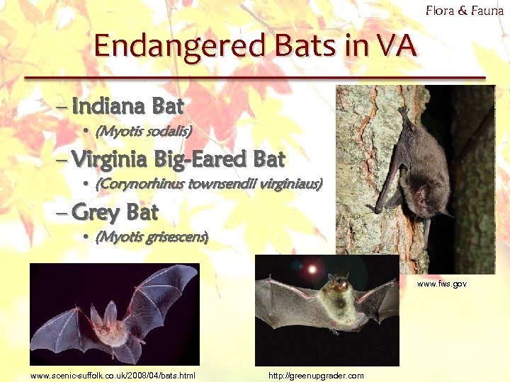 Flora & Fauna Endangered Bats in VA – Indiana Bat • (Myotis sodalis) –