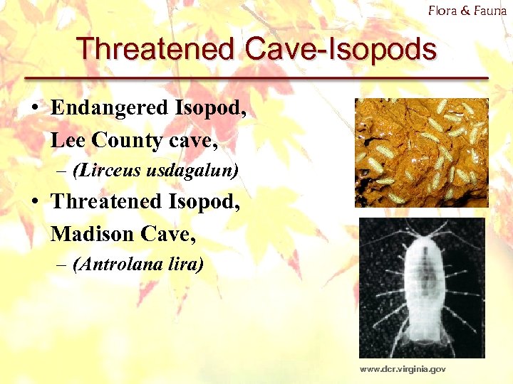 Flora & Fauna Threatened Cave-Isopods • Endangered Isopod, Lee County cave, – (Lirceus usdagalun)