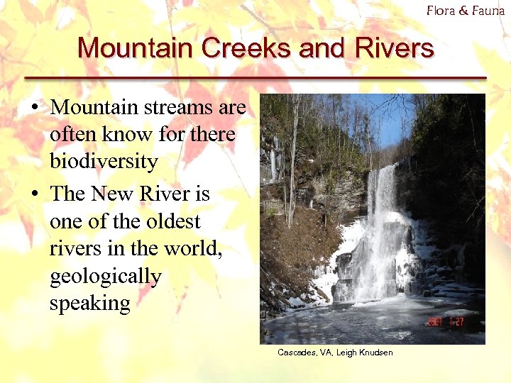 Flora & Fauna Mountain Creeks and Rivers • Mountain streams are often know for