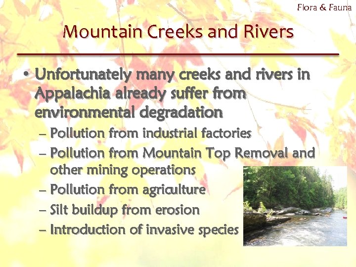 Flora & Fauna Mountain Creeks and Rivers • Unfortunately many creeks and rivers in