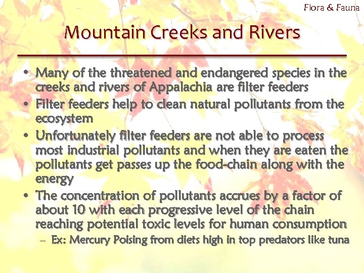 Flora & Fauna Mountain Creeks and Rivers • Many of the threatened and endangered