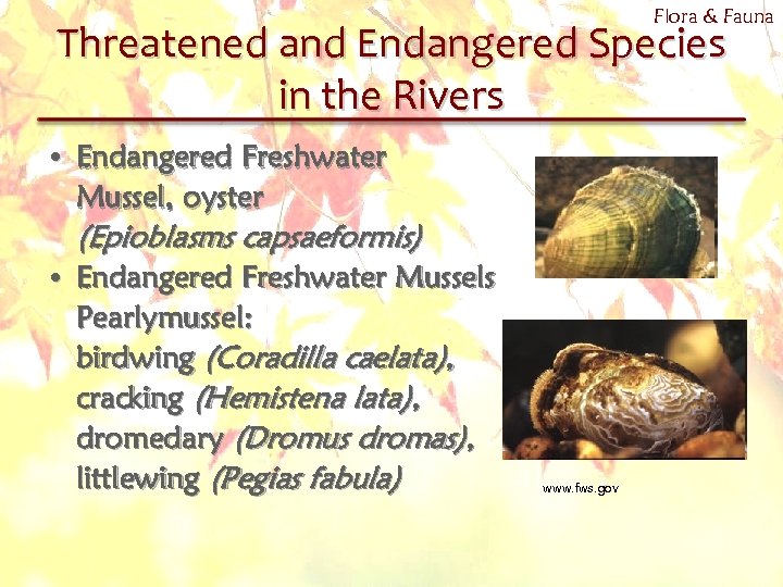 Flora & Fauna Threatened and Endangered Species in the Rivers • Endangered Freshwater Mussel,