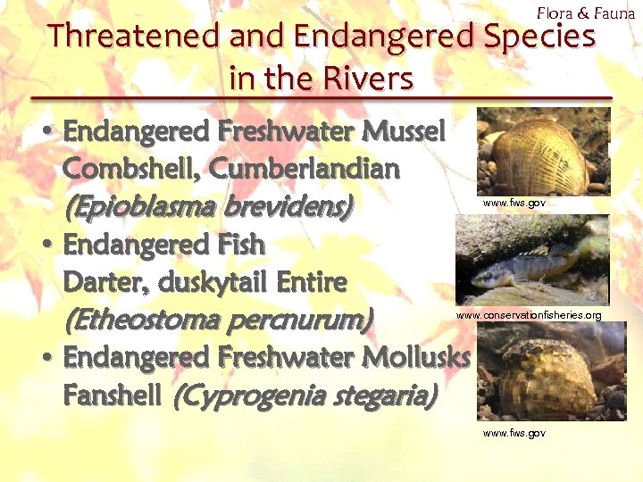 Flora & Fauna Threatened and Endangered Species in the Rivers • Endangered Freshwater Mussel