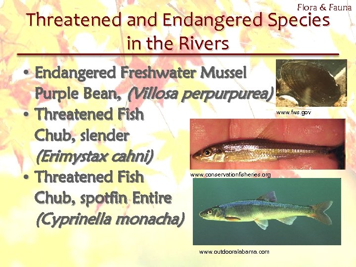 Flora & Fauna Threatened and Endangered Species in the Rivers • Endangered Freshwater Mussel