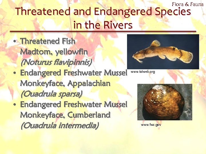 Flora & Fauna Threatened and Endangered Species in the Rivers • Threatened Fish Madtom,