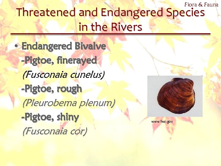 Flora & Fauna Threatened and Endangered Species in the Rivers • Endangered Bivalve -Pigtoe,