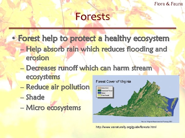 Flora & Fauna Forests • Forest help to protect a healthy ecosystem – Help