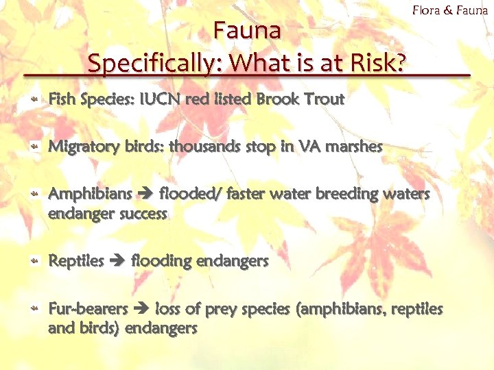 Fauna Specifically: What is at Risk? Flora & Fauna Fish Species: IUCN red listed