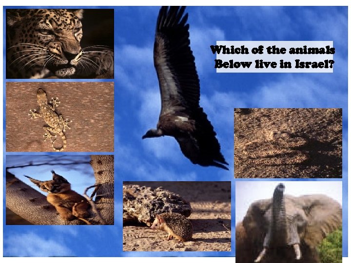 Which of the animals Below live in Israel? 