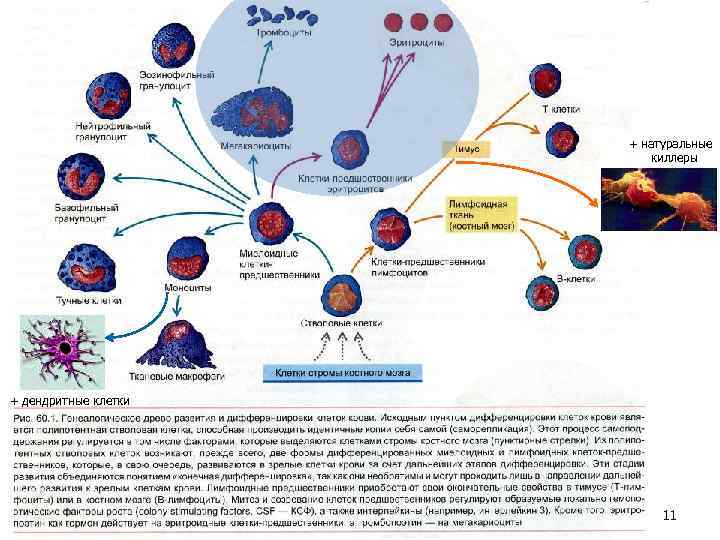 + натуральные киллеры + дендритные клетки 11 