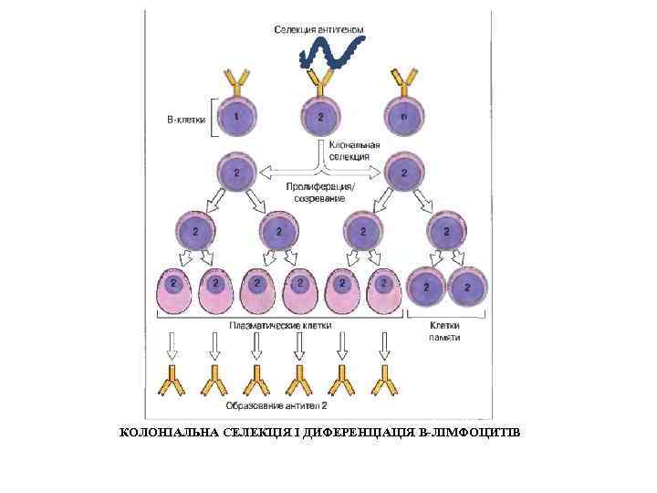 КОЛОНІАЛЬНА СЕЛЕКЦІЯ І ДИФЕРЕНЦІАЦІЯ В-ЛІМФОЦИТІВ 