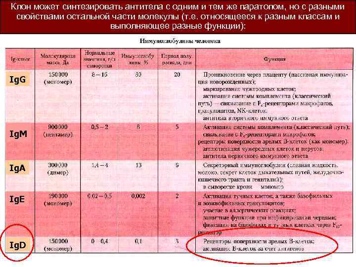 Клон может синтезировать антитела с одним и тем же паратопом, но с разными свойствами