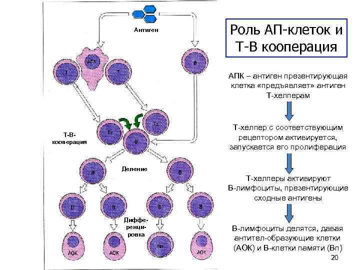 Антиген х х Роль АП-клеток и Т-В кооперация АПК – антиген презентирующая клетка «предъявляет»