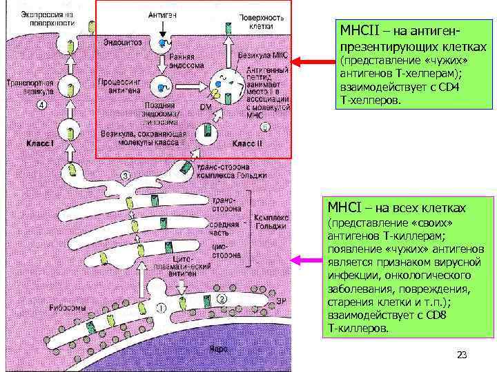 MHCII – на антиген- презентирующих клетках (представление «чужих» антигенов Т-хелперам); взаимодействует с CD 4