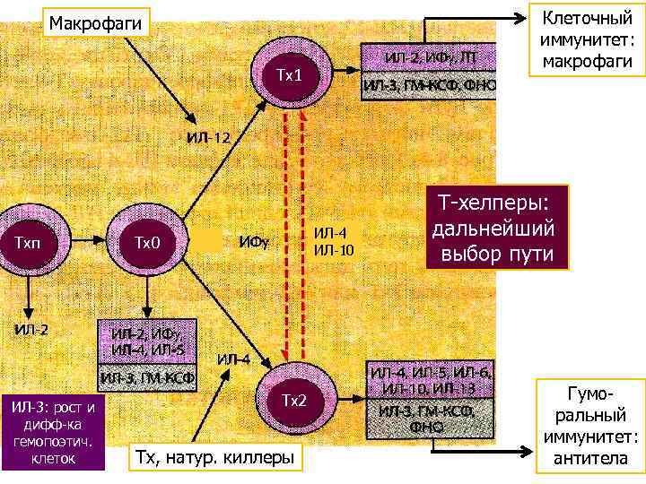 Клеточный иммунитет: макрофаги Макрофаги Тх1 Тхп ИЛ-3: рост и дифф-ка гемопоэтич. клеток ИЛ-4 ИЛ-10