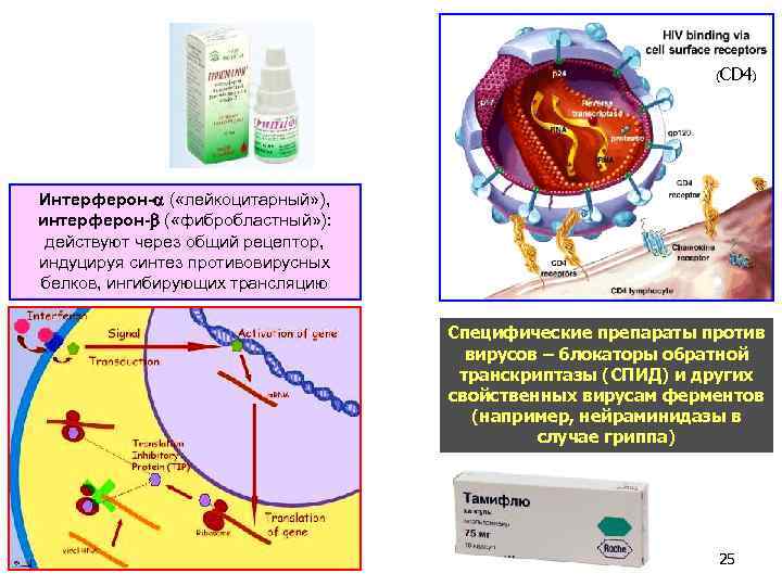 (CD 4) Интерферон- ( «лейкоцитарный» ), интерферон- ( «фибробластный» ): действуют через общий рецептор,