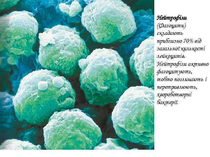 Нейтрофіли (Фагоцити) складають приблизно 70% від загальної килькості лейкоцитів. Нейтрофіли активно фагоцитують, тобто поглинають