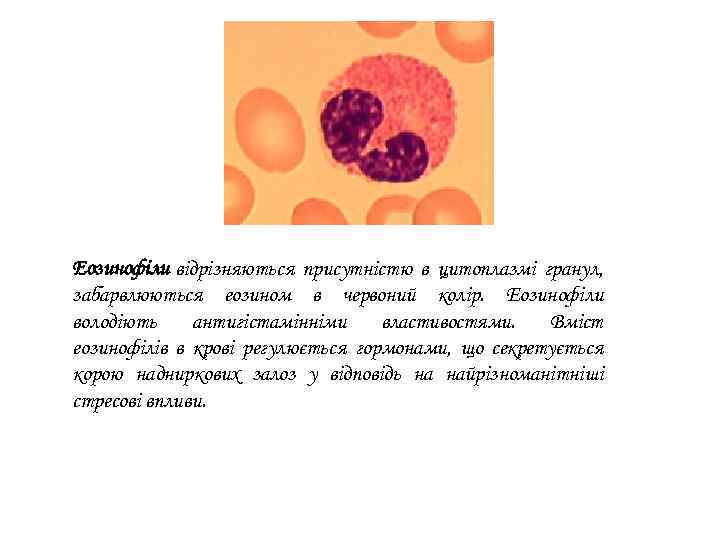 Еозинофіли відрізняються присутністю в цитоплазмі гранул, забарвлюються еозином в червоний колір. Еозинофіли володіють антигістамінніми