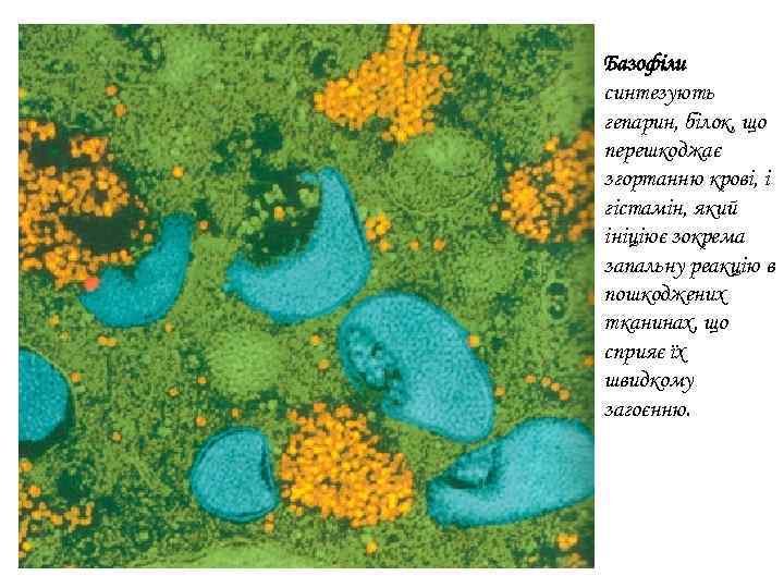 Базофіли синтезують гепарин, білок, що перешкоджає згортанню крові, і гістамін, який ініціює зокрема запальну