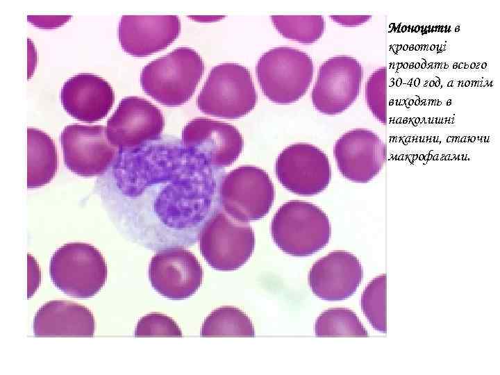 Моноцити в кровотоці проводять всього 30 -40 год, а потім виходять в навколишні тканини,