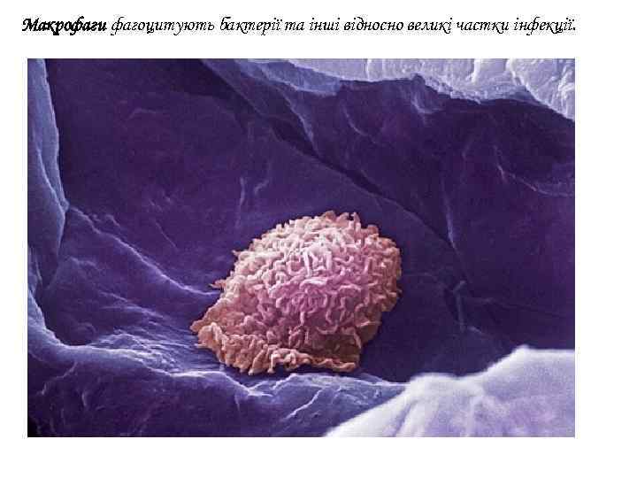 Макрофаги фагоцитують бактерії та інші відносно великі частки інфекції. 