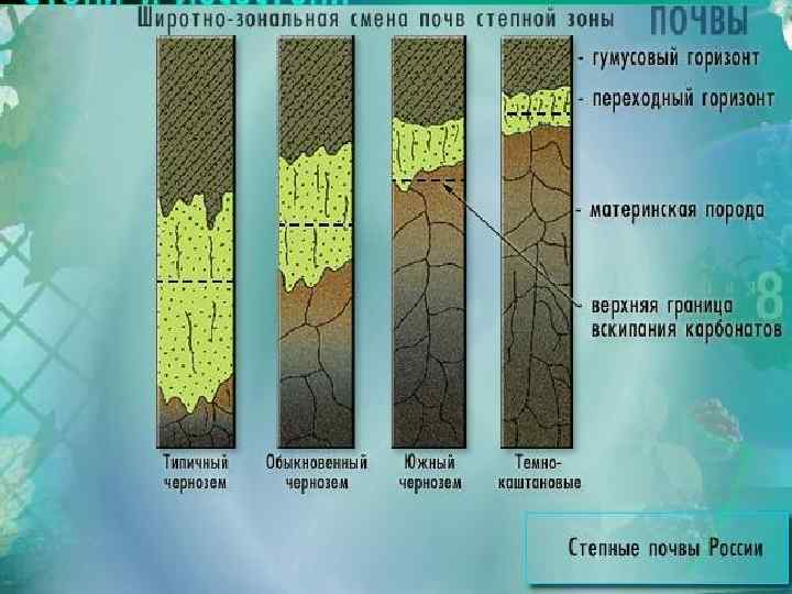 Какой тип почвы в степной зоне. Почвы степи. Почвы Степной зоны. Почвы степи в России. Особенности почвы степи.