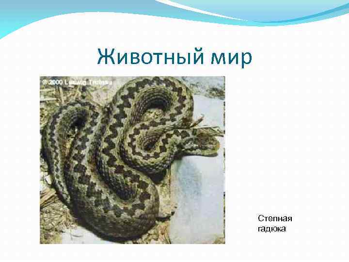 Животный мир Степная гадюка 