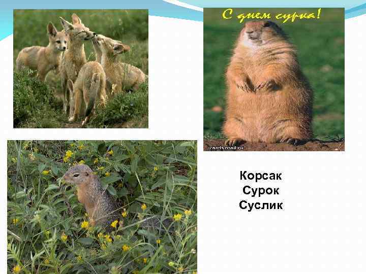 Корсак Сурок Суслик 