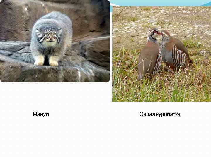 Манул Серая куропатка 