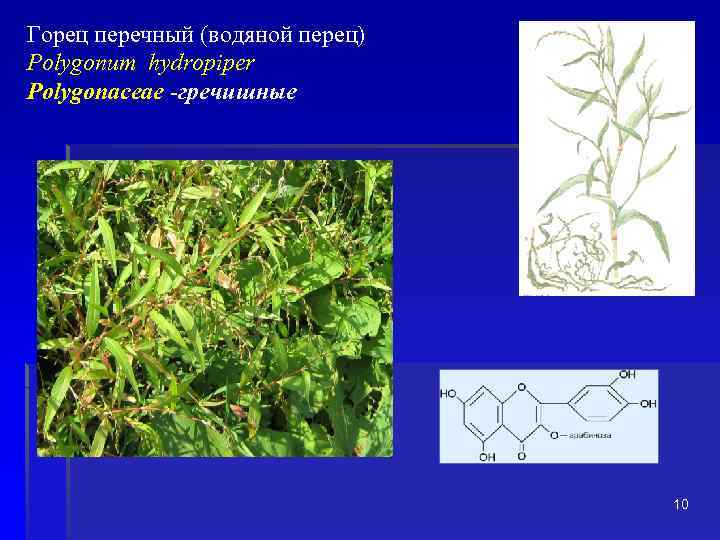 Горец перечный (водяной перец) Polygonum hydropiper Polygonaceae -гречишные 10 