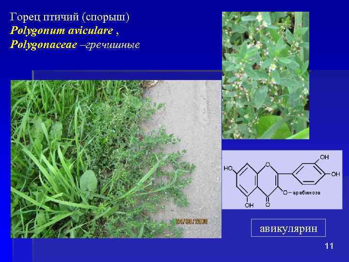 Горец птичий (спорыш) Polygonum aviculare , Polygonaceae –гречишные авикулярин 11 