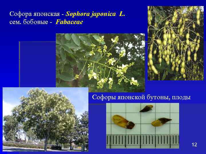 Софора японская - Sophora japonica L. сем. бобовые - Fabaceae Софоры японской бутоны, плоды