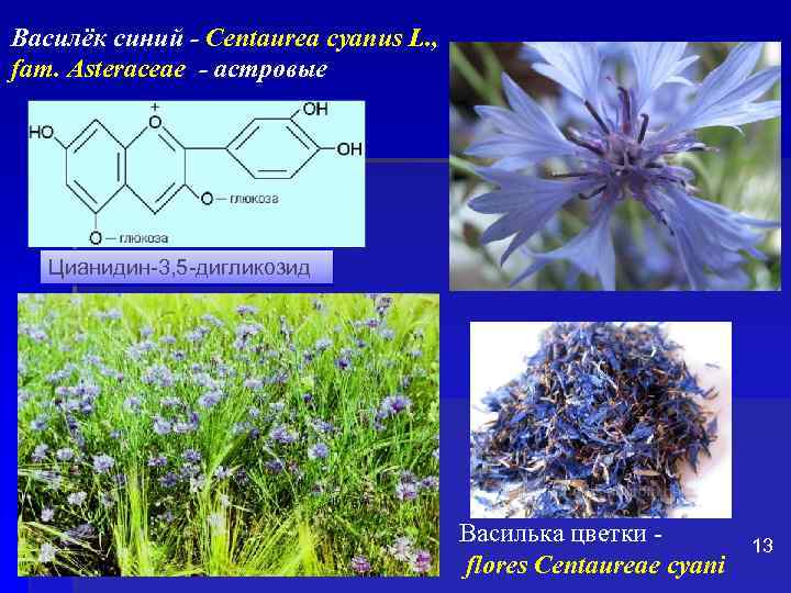 Василёк синий - Centaurea cyanus L. , fam. Asteraceae - астровые Цианидин-3, 5 -дигликозид