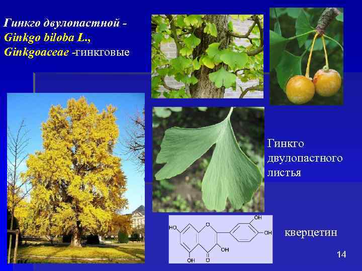 Гинкго двулопастной - Ginkgo biloba L. , Ginkgoaceae -гинкговые Гинкго двулопастного листья кверцетин 14