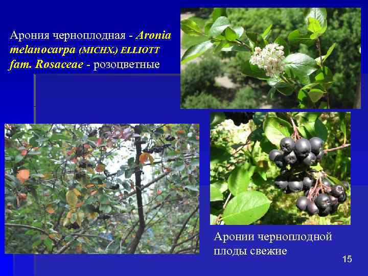 Арония черноплодная - Aronia melanocarpa (MICHX. ) ELLIOTT fam. Rosaceae - розоцветные Аронии черноплодной
