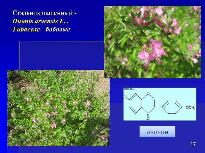 Стальник пашенный - Ononis arvensis L. , Fabaceae - бобовые ононин 17 