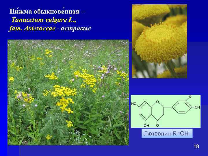Пи жма обыкнове нная – Tanacetum vulgare L. , fam. Asteraceae - астровые Лютеолин