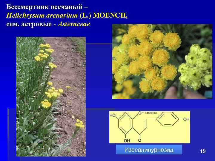 Бессмертник песчаный – Helichrysum arenarium (L. ) MOENCH, сем. астровые - Asteraceae Изосалипурпозид 19